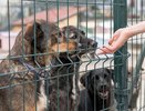 В Чувашии вместо приюта для бездомных собак подготовлен закон об эвтаназии
