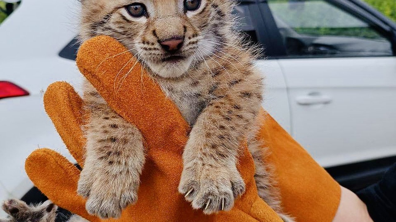 Главная картинка новости: "Покорят ваши сердца своей мимишностью": в чебоксарском парке Николаева появились рысята