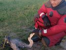 В Чувашии спасли цаплю, которая запуталась в сетях