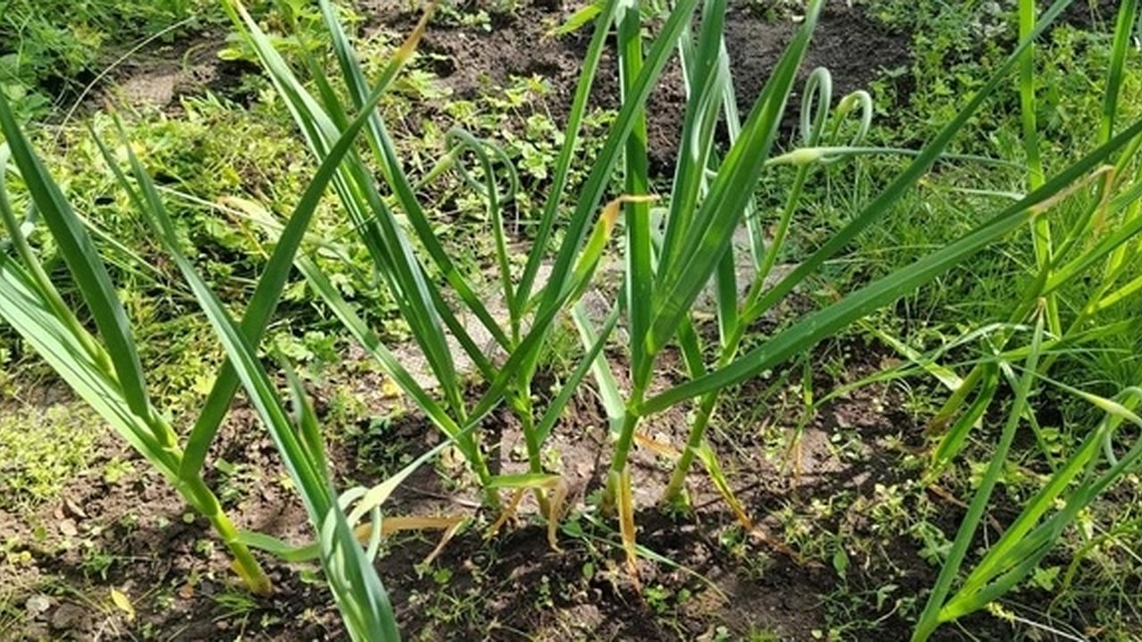 Главная картинка новости: Чеснок просто боготворит это популярное удобрение, особенно в июне