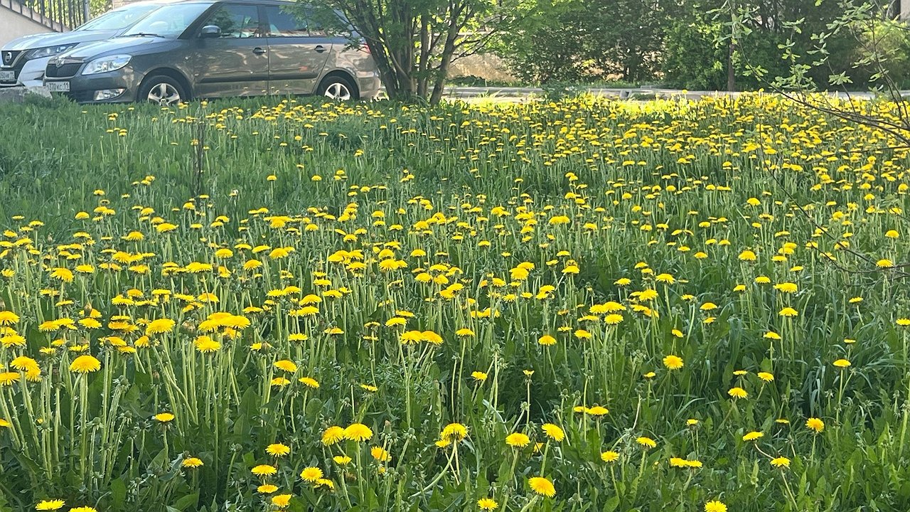 Главная картинка новости: Завтра в Чувашской Республике погода “радует глаз”