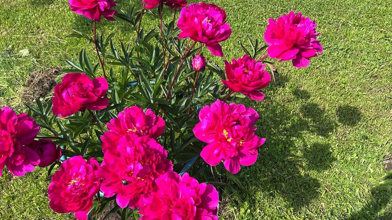 Главная картинка новости: Крошку в горшок — и герань как подменили: листва не вянет, а бутоны лезут даже на молодых черенках