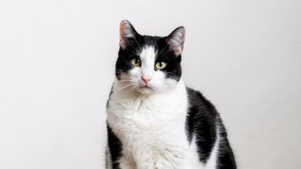 Главная картинка новости: Чебоксарка хотела отправить в другой регион кота, перевела деньги "курьеру", но наткнулась на мошенника