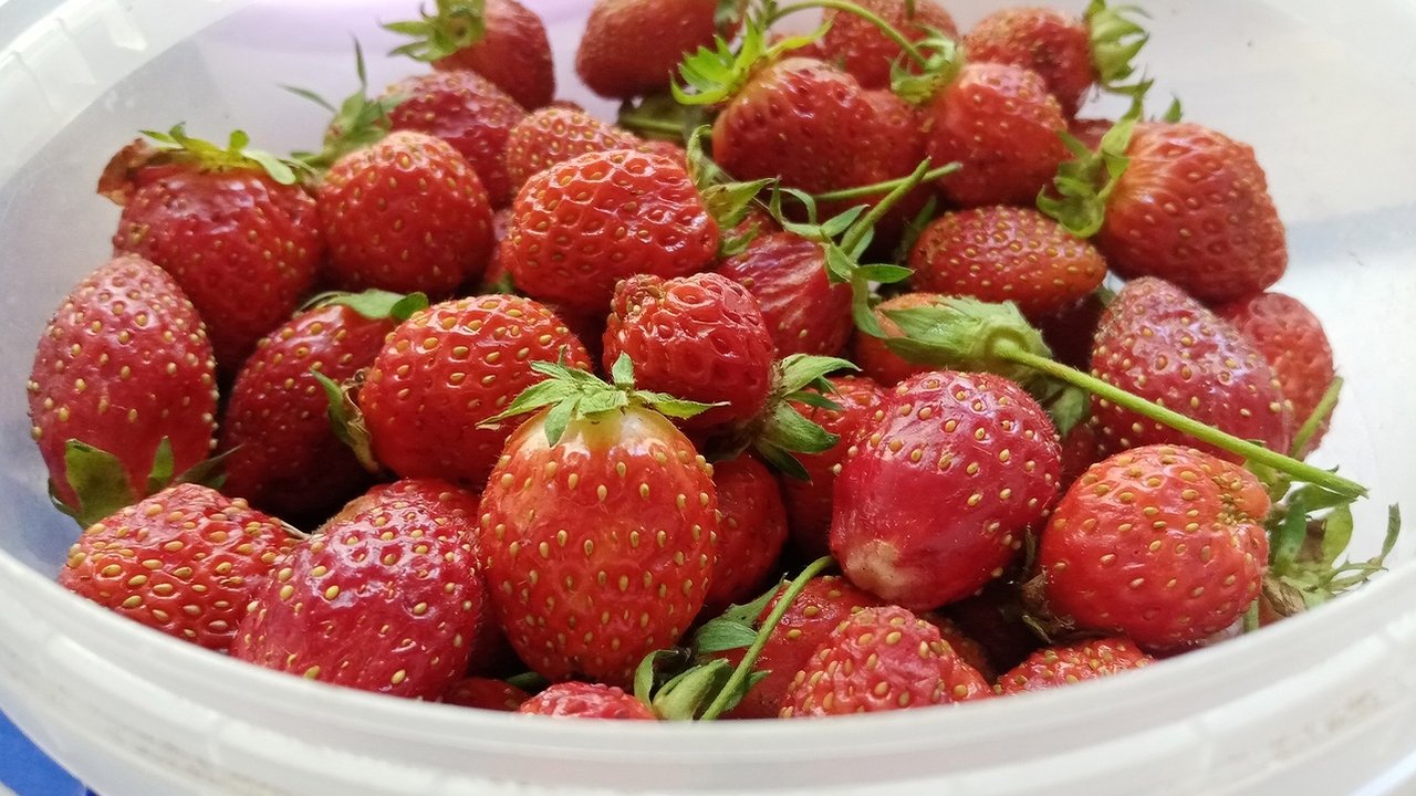 Главная картинка новости: Обрезка клубники после плодоношения: поэтапно, когда можно и нельзя