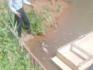 В одной из деревень Чувашии массово погибла рыба