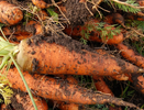 Морковь сразу начинает расти: в начале июля полейте грядку этим раствором — первый шаг к богатому урожаю