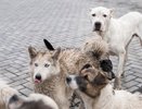 Зоозащитники Чебоксар собирают подписи против законопроекта об эвтаназии бездомных животных