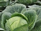 Подкормка капусты в июле: секрет суперского урожая, о котором забывают многие дачники