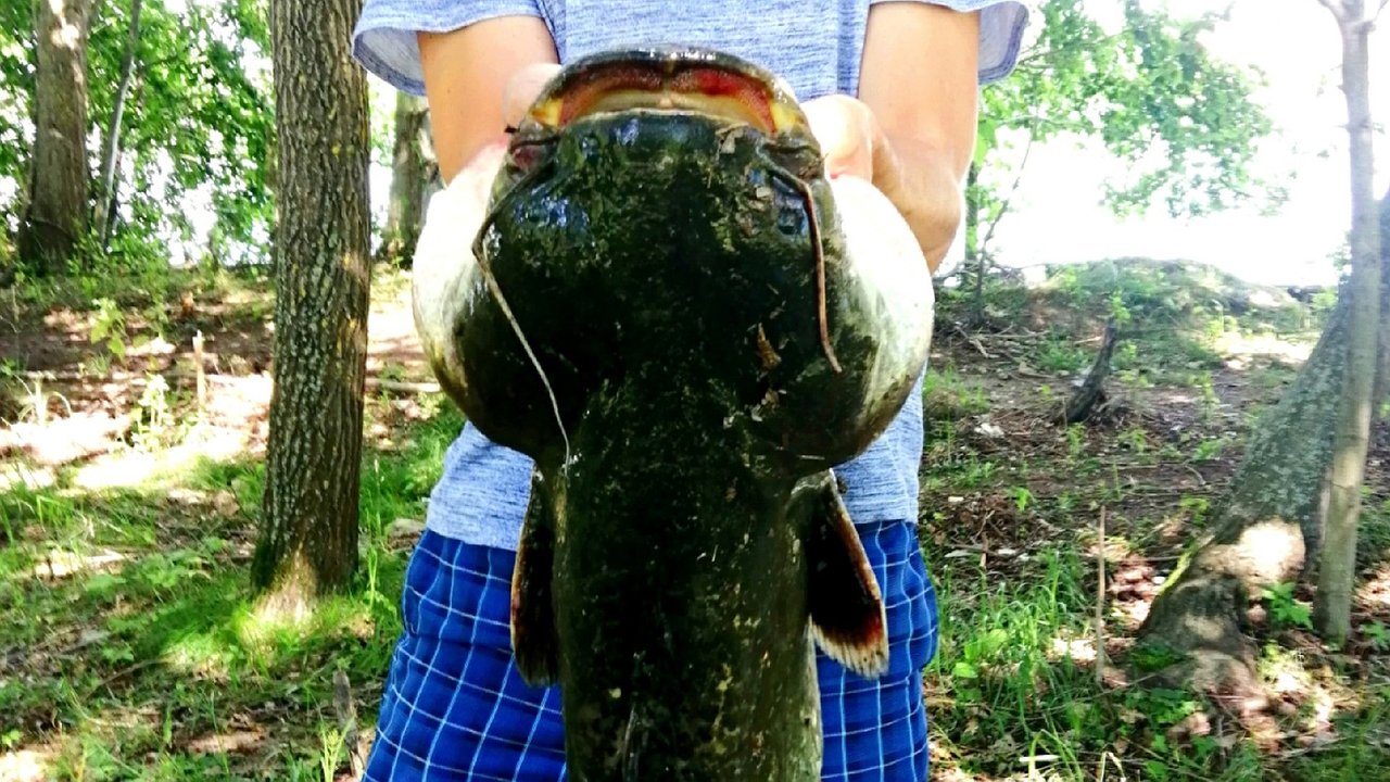 Главная картинка новости: В Чувашии рыбак поборол огромного сома, поймав его на ракушку-перловицу