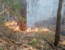 В Чувашии умная камера помогла предотвратить лесной пожар