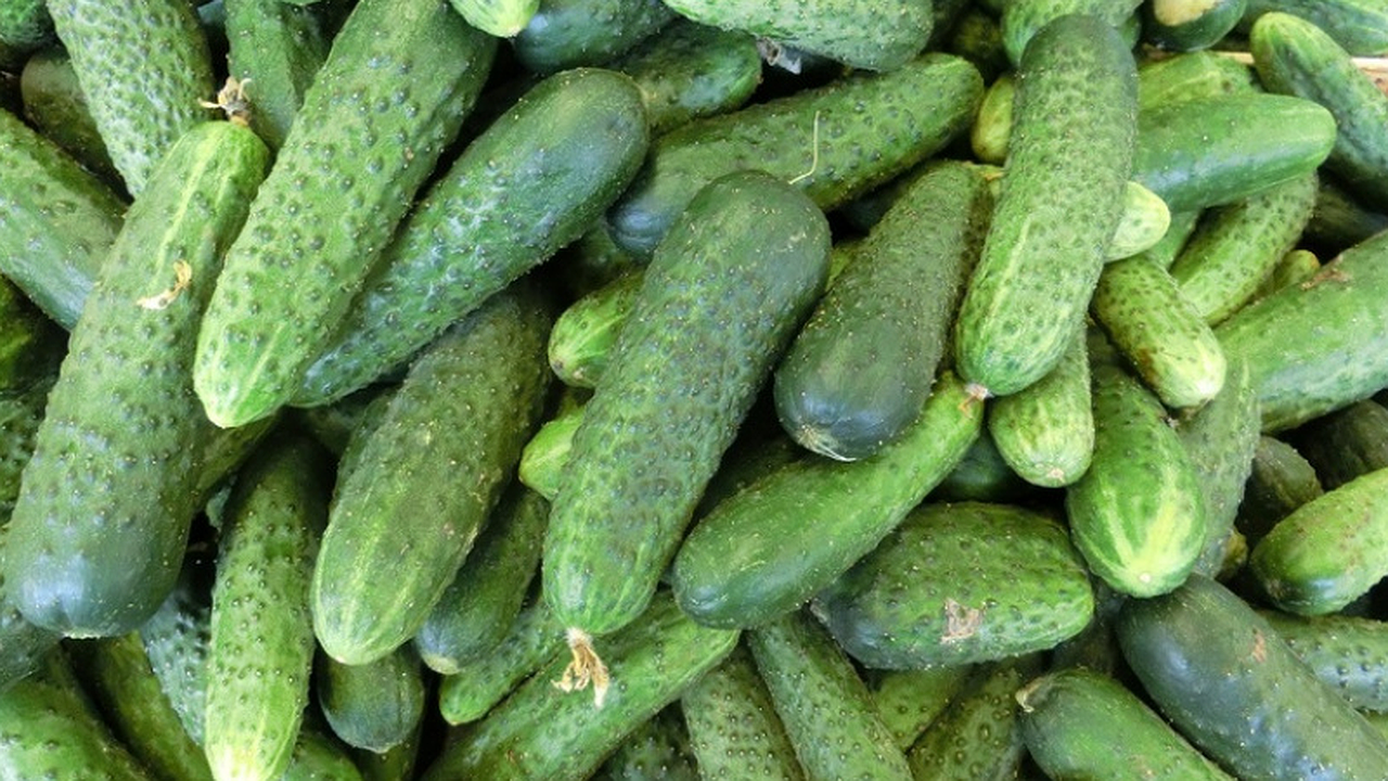 Главная картинка новости: Простейший рецепт малосольных огурцов: залейте их минералкой - и увидите чудо