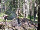 В Чувашии сутки пытаются потушить лес, вспыхнувший от удара молнии