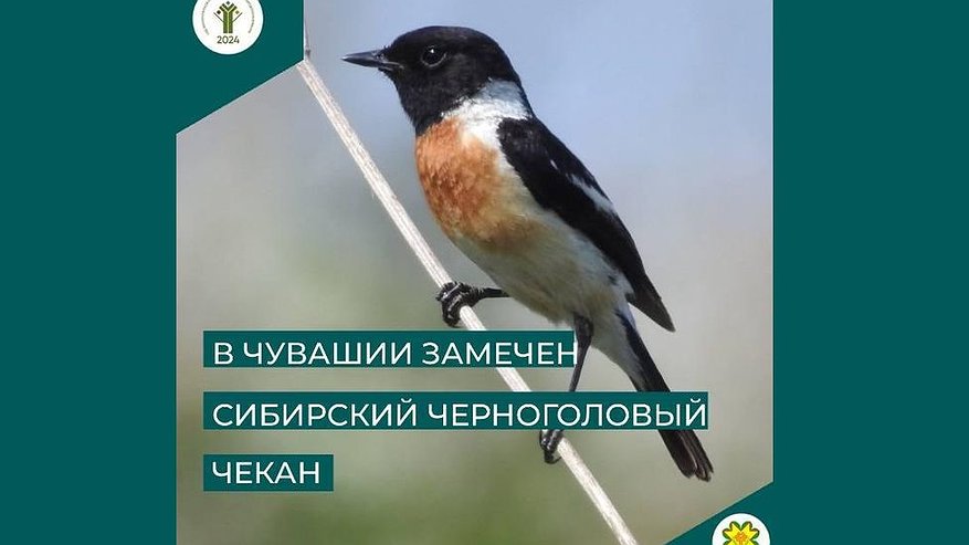 Главная картинка новости: В Чувашии заметили крохотную птичку, которая гнездится в республике раз в 10 лет