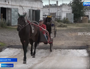 Наездник рысистых пород лошадей рассказал о секретах мастерства и подготовке к Кубку Чувашии