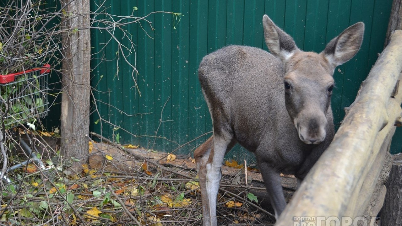 Главная картинка новости: В Чувашии в новом сезоне разрешат убить охотникам на 46 лосей больше, чем годом ранее