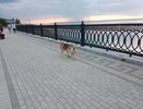 В трех районах Чебоксар появятся площадки для выгула собак