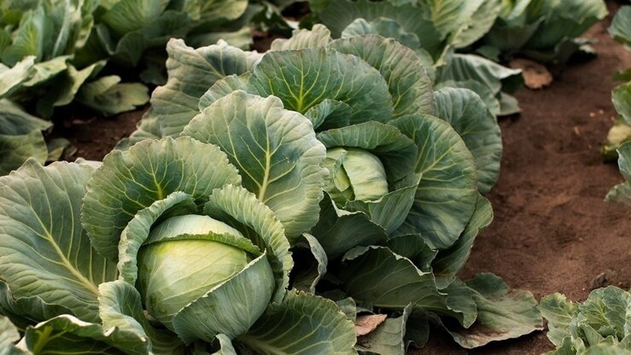 Главная картинка новости: Подкормка капусты в августе: секрет хорошего урожая, о котором забывают многие дачники
