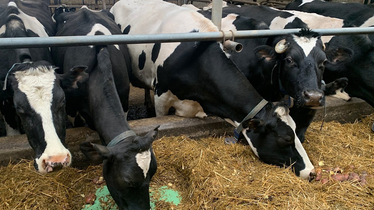 Главная картинка новости: В Чувашии зафиксировали более 33 тысяч случаев заболеваний сельхозживотных