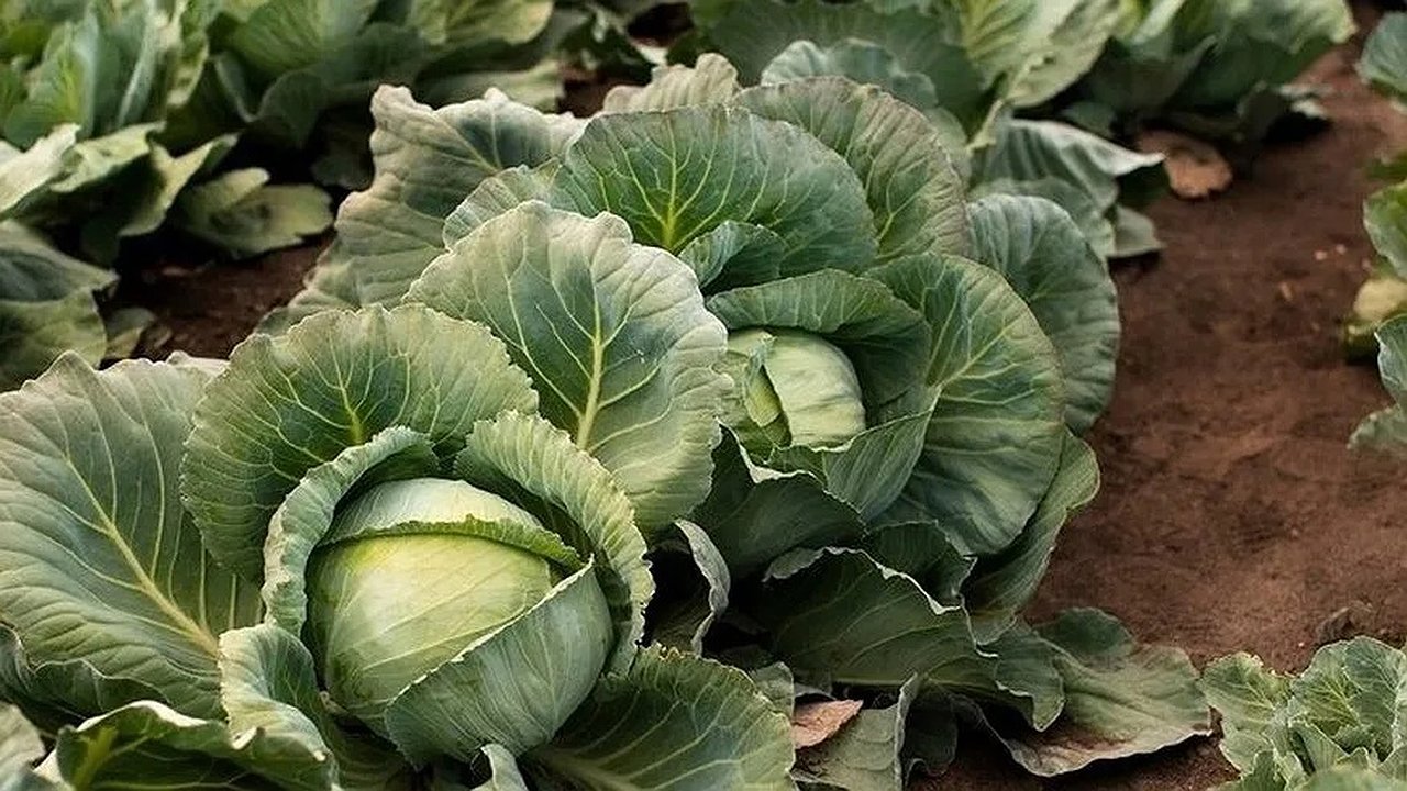 Главная картинка новости: Подкормка для капусты в начале августа: секрет хорошего урожая, о котором забывают многие дачники