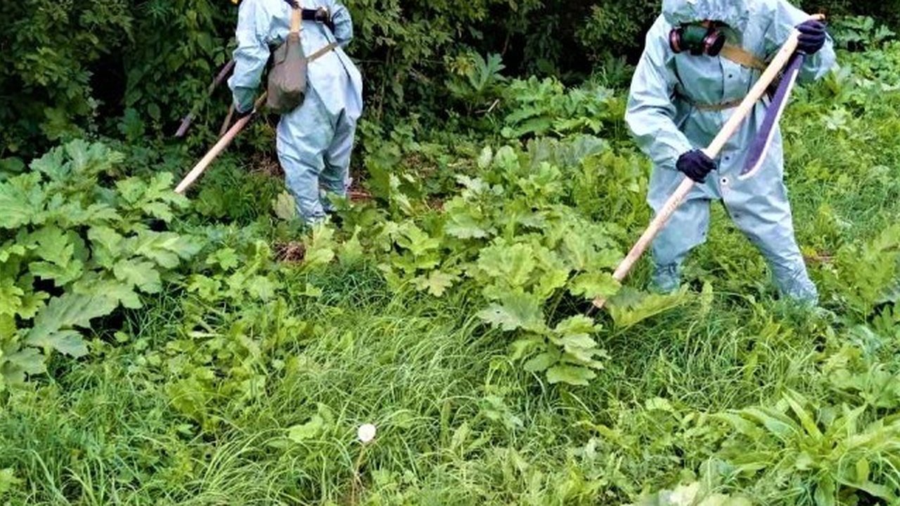 Главная картинка новости: Более 4 млн рублей выделят на борьбу с борщевиком в Чувашии