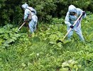 Более 4 млн рублей выделят на борьбу с борщевиком в Чувашии