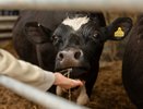На аукционе в Чувашии продали буренку за полмиллиона рублей