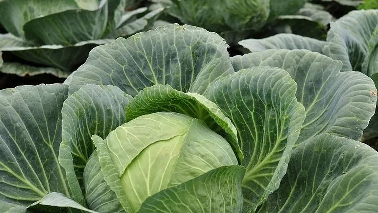 Главная картинка новости: Подкормка для капусты в августе: секрет хорошего урожая, о котором не знают многие дачники