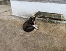 В одном из сел Чувашии бродячая собака покусала школьника
