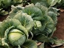 Подкормка для капусты в конце лета: секрет нереально хорошего урожая, о котором забывают многие дачники