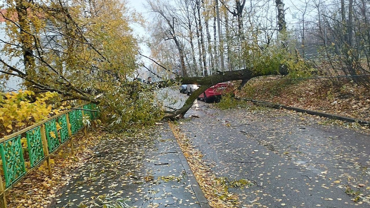 Главная картинка новости: Чебоксарец отсудил у администрации больше 350 тысяч рублей за упавшее на его машину дерево