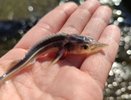 Почти 5 тысяч мальков стерляди выпустили в Чебоксарское водохранилище
