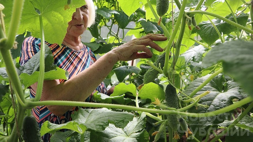 В АСК-Яльчиках полным ходом собирают урожай