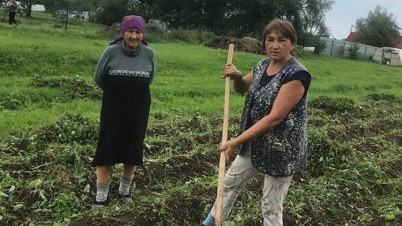Главная картинка новости: В Минтруда Чувашии рассказали как помогают пожилым в сборе урожая картофеля