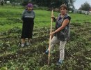 В Минтруда Чувашии рассказали как помогают пожилым в сборе урожая картофеля