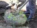 Чебоксарский парк Амазония украсит липовая аллея