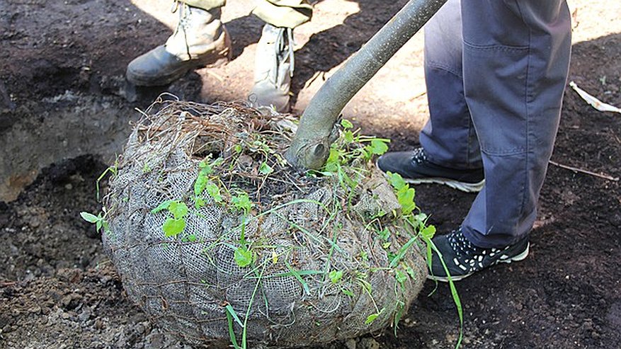 Главная картинка новости: Чебоксарский парк Амазония украсит липовая аллея