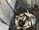 В Волгу выпустили 27 тысяч мальков сазана