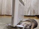Отопительный сезон в Чебоксарах может начаться 10 октября