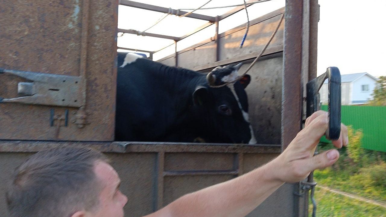 Главная картинка новости: На трассе остановили две машины, в которых перевозили коров без ветеринарных документов
