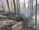 В Чувашии несколько часов тушили вспыхнувший лес