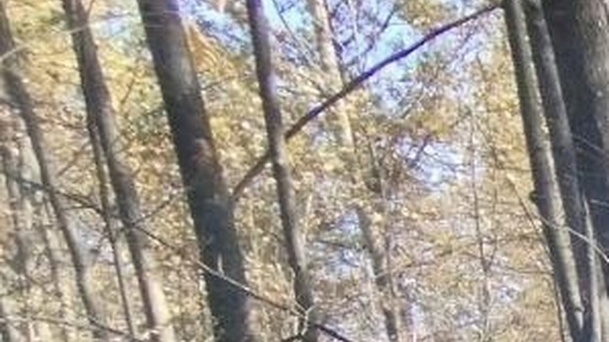 Главная картинка новости: В Чувашии несколько часов тушили вспыхнувший лес