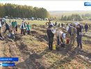 В Чувашии появились сотни новых кедров