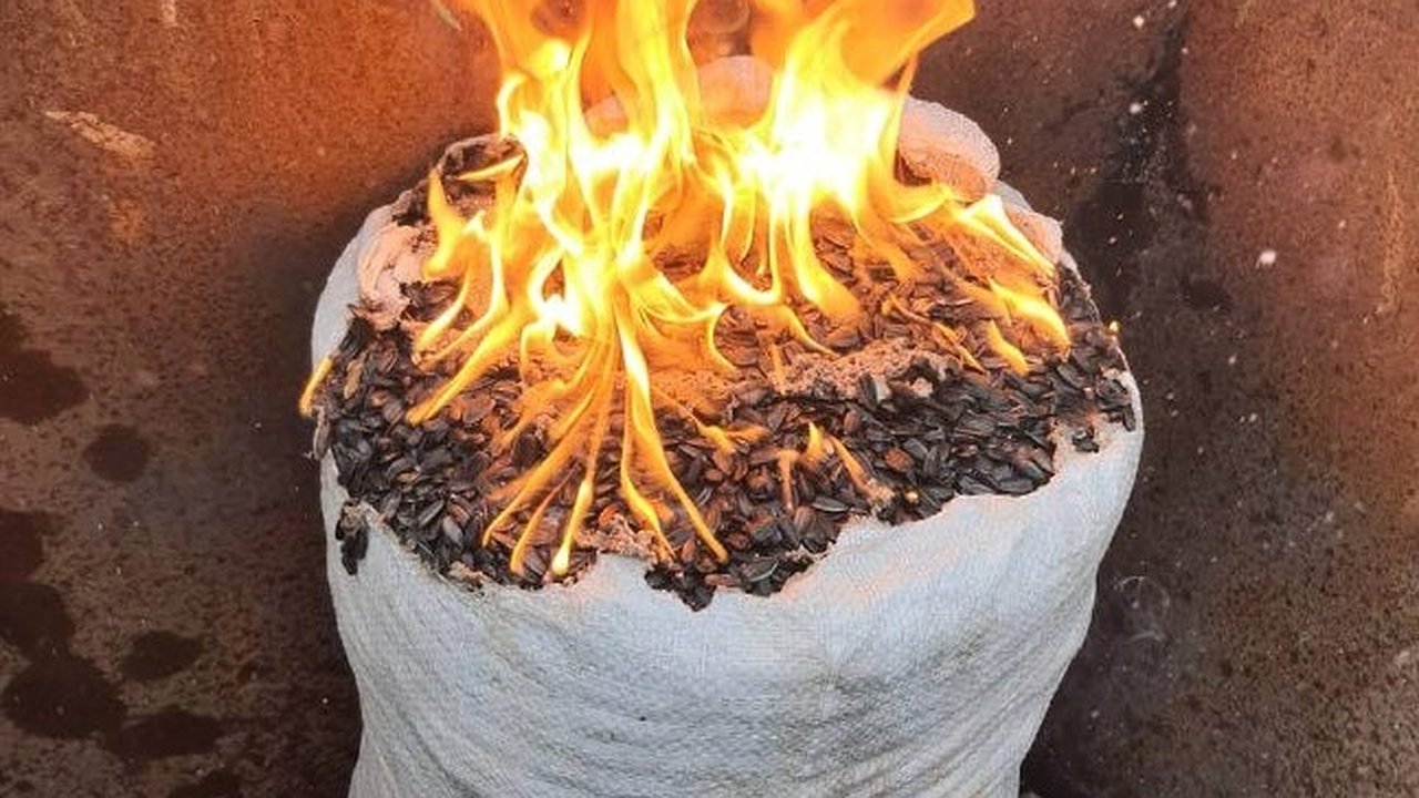 Главная картинка новости: В Канаше сожгли 75 кг зараженных семечек