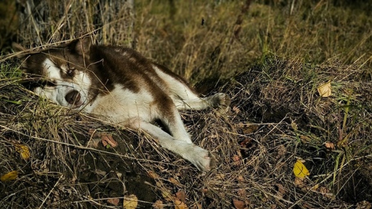 Главная картинка новости: В Чувашии продолжается разработка законопроекта, легализующего эвтаназию бездомных животных