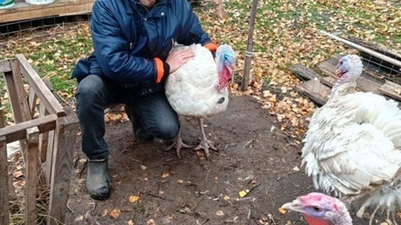 Главная картинка новости: Господдержка в Чувашии: Максим Кузнецов укрепляет свою ферму благодаря социальному контракту
