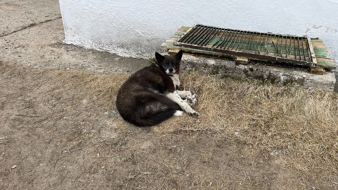 Главная картинка новости: Прокуратура требует компенсации за нападение бездомной собаки на школьницу в Чувашии