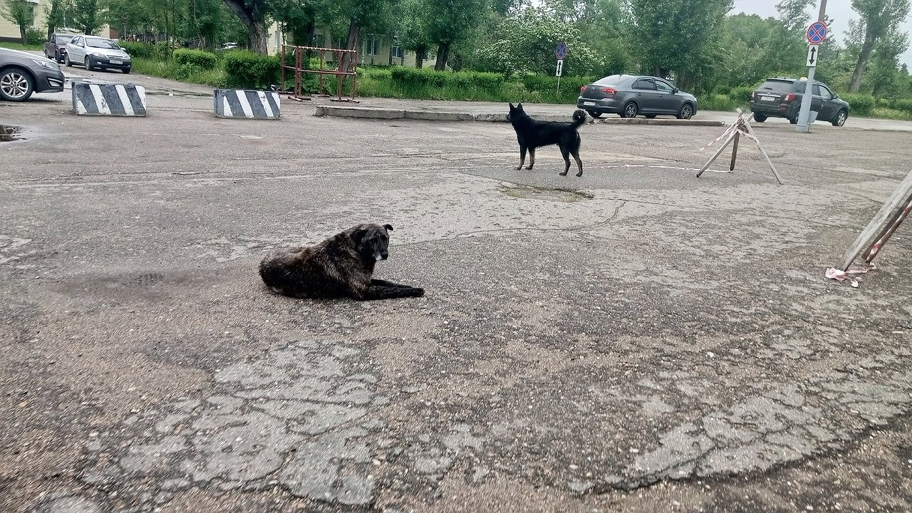 Главная картинка новости: Администрация Чебоксар выплатит компенсацию пострадавшему от нападения бродячей собаки ребёнку