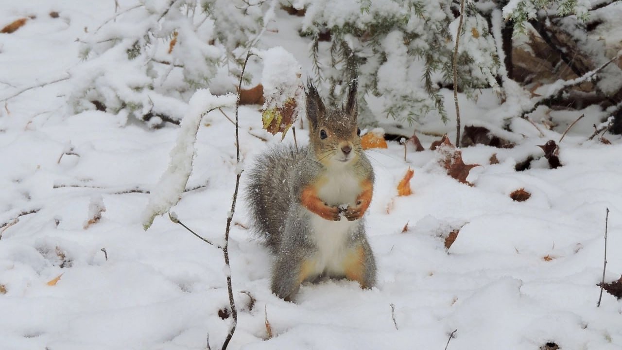Главная картинка новости: 1 ноября Чувашию накроет снегопад