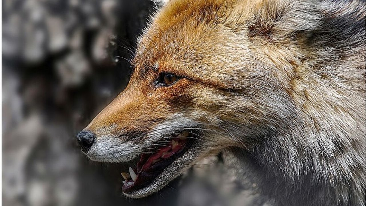 Главная картинка новости: В Канашском округе ввели карантин по бешенству