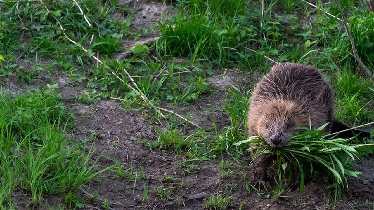 Главная картинка новости: Бобры в Чебоксарах угрожают Ботаническому саду